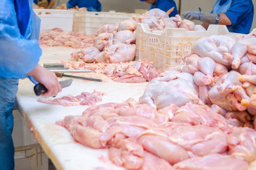 Panduan dan Cara Memulai Bisnis Jual Ayam Potong untuk Pemula