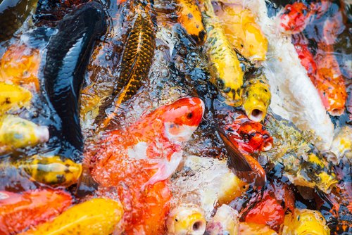 Penerapan Cara Budidaya Ikan Koi yang Berkualitas Tinggi