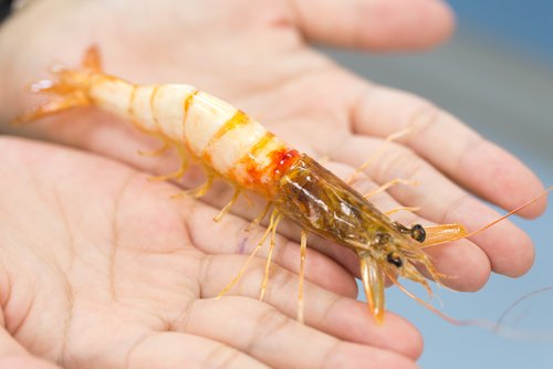 Panduan Budidaya Lobster Air Tawar dari Awal Sampai Panen