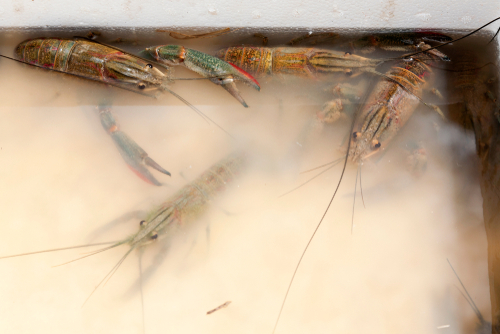 perlakukan lobster air tawar
