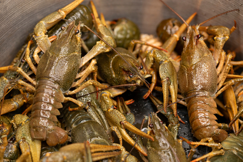 memilih benih lobster air tawar