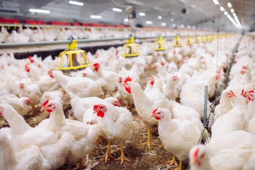 Cara Memulai Bisnis Ternak Ayam Skala Rumahan yang Mudah