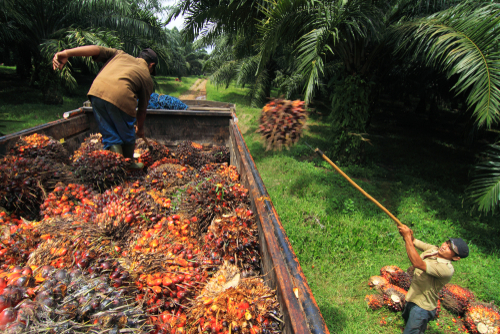 merekrut tenaga kerja bisnis kelapa sawit yang kompeten