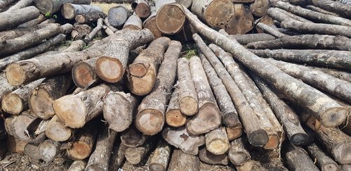 Simak 5 Tips Usaha Kayu Sengon dengan Untung Besar 