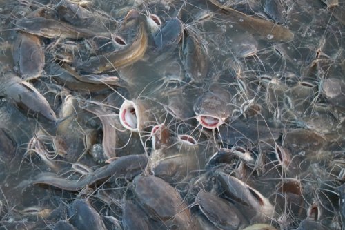 Cara Memulai Usaha Ternak Lele agar Cepat Panen dan Untung