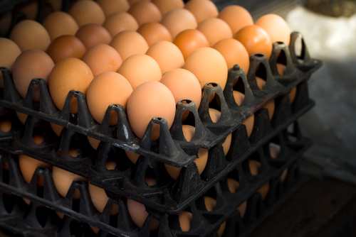 menentukan jenis telur yang akan dijual sebagai agen