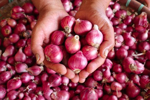 Tips Usaha Bawang Merah Laris Manis dan Banyak Pelanggan