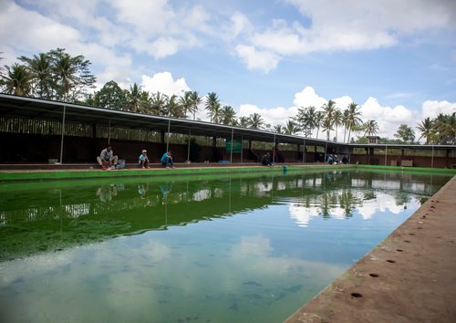 5 Tips dan Pengolahan Memulai Usaha Kolam Pemancingan 