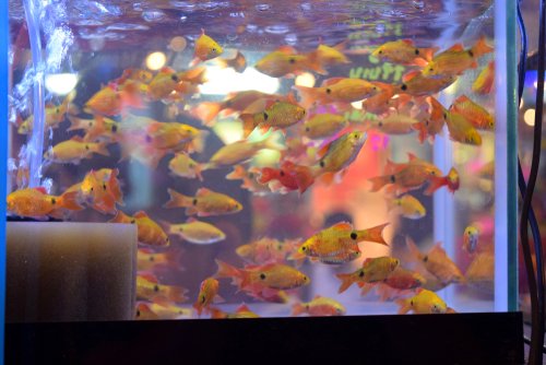 Panduan Lengkap Cara Budidaya Ikan Hias yang Baik dan Benar