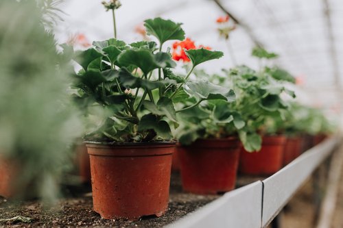 5 Tips Sukses Usaha Bunga Hias Modal Kecil untuk Pemula