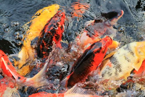Cara Ternak Ikan Mas Yang Baik
