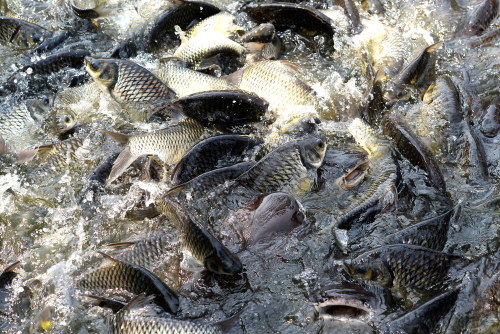 menyiapkan kolam usaha ikan gurame              