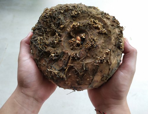 Ekspor Porang Indonesia Menjanjikan, lho!