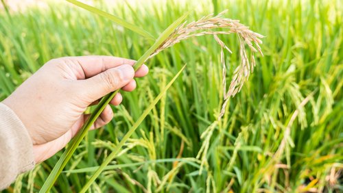 Pelaku Agribisnis, Ini Cara Membasmi Hama Padi