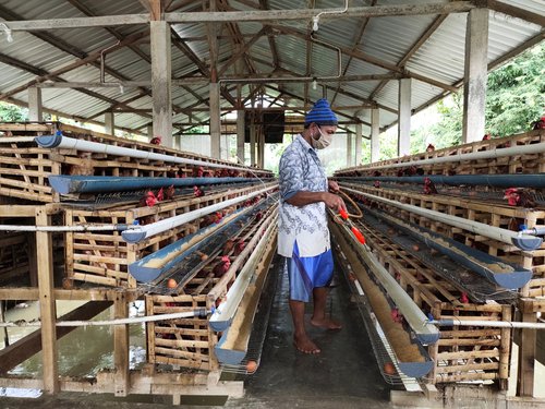 5 Ide Usaha Ternak Modal Kecil dan Tips Memulainya