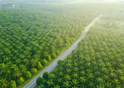Potensi Limbah Sawit terhadap Energi Nasional