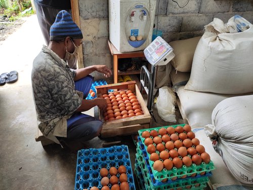 Bisa Jadi Uang! Ini Produk Hasil Samping dari Peternakan dan Perikanan