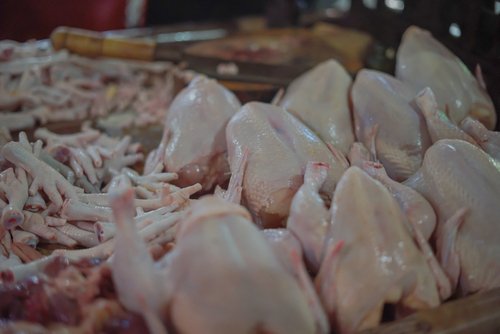 Syarat dan Ketentuan Membuat Izin Usaha Peternakan